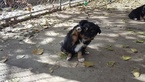 Small Photo #2 Australian Shepherd Puppy For Sale in BERTHOUD, CO, USA