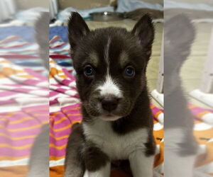 Siberian Husky-Unknown Mix Dogs for adoption in Matawan, NJ, USA