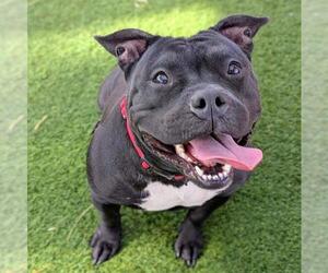 Mutt Dogs for adoption in Las Vegas, NV, USA