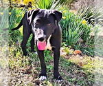 Small #1 Labrador Retriever