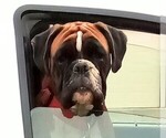 Small Photo #1 Boxer Puppy For Sale in LIVERMORE, CA, USA