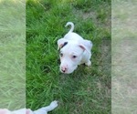 Small Photo #11 Border Collie-Staffordshire Bull Terrier Mix Puppy For Sale in PORT ORCHARD, WA, USA