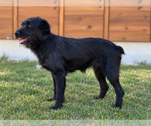 Levi - Male Mutt Dog for Adoption - Photo #4