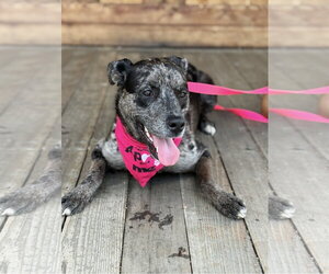 Stella - Female Catahoula Leopard Dog-Unknown Mix Dog for Adoption - Photo #10