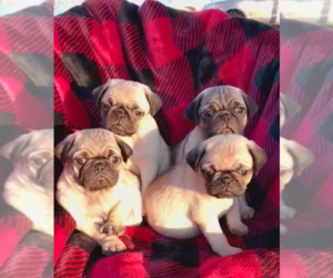 Pug Puppy for sale in SILVER SPRINGS, FL, USA