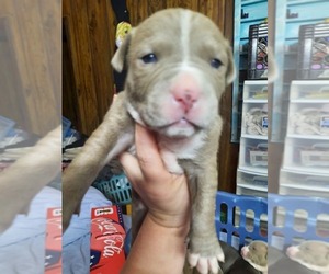 Medium American Pit Bull Terrier