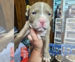 Puppy Puppy 6 American Pit Bull Terrier