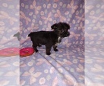 Small #3 YorkiePoo