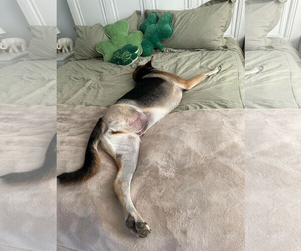 Medium Photo #6 German Shepherd Dog-Unknown Mix Puppy For Sale in Visalia, CA, USA