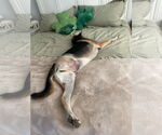 Small #5 German Shepherd Dog Mix