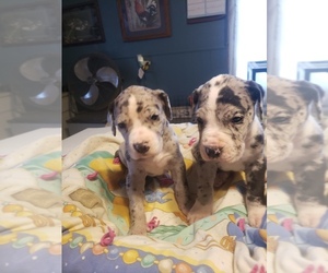 Great Dane Puppy for sale in ROCK VALLEY, IA, USA