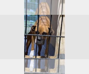 Boxer Dogs for adoption in Austin, TX, USA