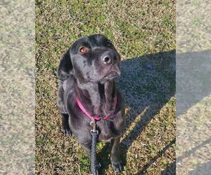 Labrador Retriever-Unknown Mix Dogs for adoption in Alexander, AR, USA