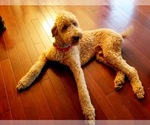 Small #3 Poodle (Standard)