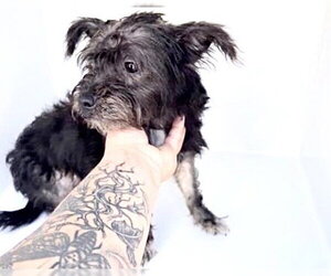 Poodle (Standard)-Unknown Mix Dogs for adoption in Houston, TX, USA