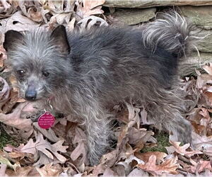 Chihuahua Dogs for adoption in Cary, NC, USA