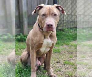 Labrador Retriever-Unknown Mix Dogs for adoption in Sheboygan, WI, USA
