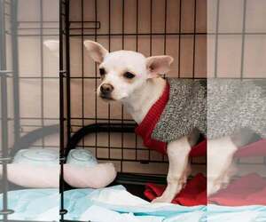 Chihuahua Mix Dog for Adoption in Visalia, California USA