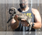 Small #17 Presa Canario