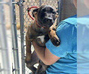 Mutt Dogs for adoption in Salinas, CA, USA