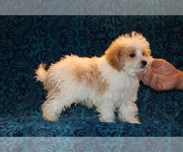 Medium Photo #12 Goldendoodle (Miniature) Puppy For Sale in DYERSBURG, TN, USA