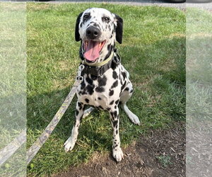 Dalmatian Dogs for adoption in Lancaster, PA, USA