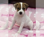 Puppy 3 Parson Russell Terrier