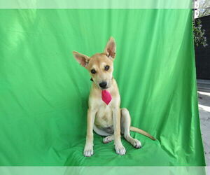 Mutt Dogs for adoption in San Diego, CA, USA