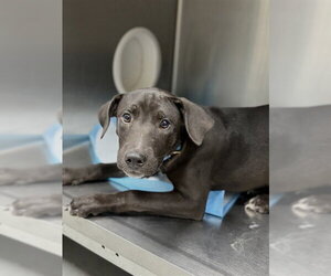 Labrador Retriever Dogs for adoption in Conroe, TX, USA