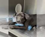 Small Labrador Retriever