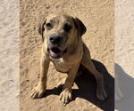 Small #3 Mastiff