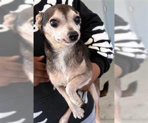 Chihuahua Dogs for adoption in San Martin, CA, USA
