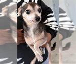 Small Chihuahua