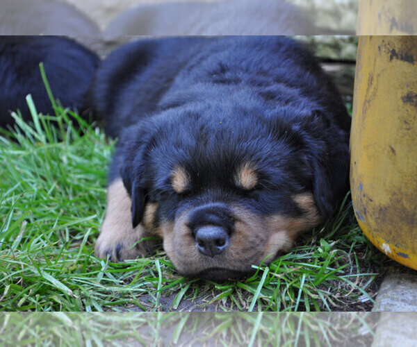 Medium Photo #1 Rottweiler Puppy For Sale in LYONS, OR, USA