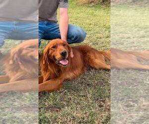Father of the Golden Retriever puppies born on 08/08/2026