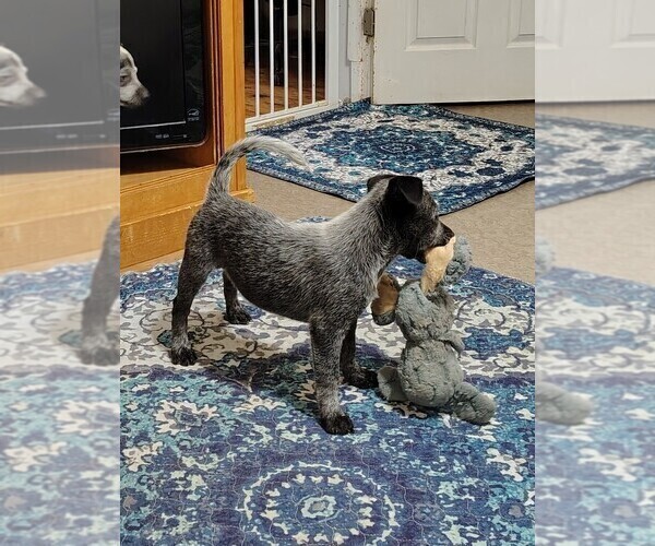 Medium Photo #3 Texas Heeler Puppy For Sale in LAURENS, SC, USA