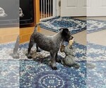 Small #2 Texas Heeler