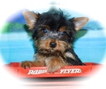 Small Photo #1 Yorkshire Terrier Puppy For Sale in HAMMOND, IN, USA