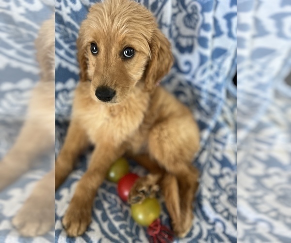 Medium Photo #4 Goldendoodle Puppy For Sale in SYLMAR, CA, USA