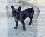 Small #1 French Bulldog