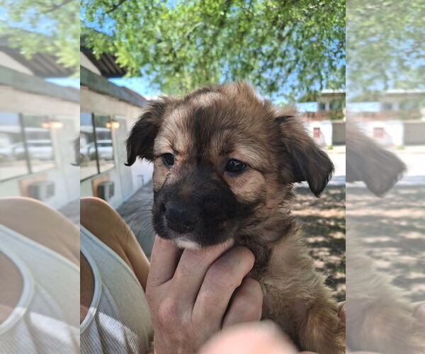 Medium Photo #1 Cocker Spaniel-Unknown Mix Puppy For Sale in Dana Point, CA, USA