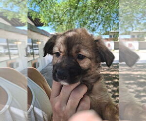 Cocker Spaniel-Unknown Mix Dogs for adoption in Dana Point, CA, USA