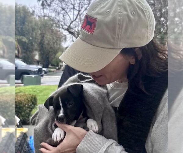 Medium Photo #5 American Staffordshire Terrier-Unknown Mix Puppy For Sale in San Juan Capistrano, CA, USA