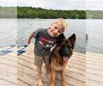 Small Photo #129 German Shepherd Dog Puppy For Sale in LA FAYETTE, NY, USA