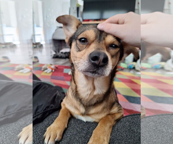Medium Photo #3 Chiweenie Puppy For Sale in The Woodlands, TX, USA