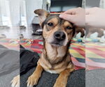 Small #2 Chiweenie