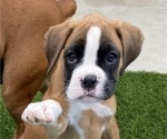 Small #11 Boxer