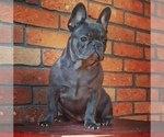 Small Photo #3 French Bulldog Puppy For Sale in ELDERWOOD, CA, USA
