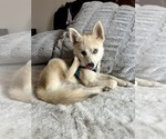 Small Photo #29 Pomsky Puppy For Sale in LOVELAND, CO, USA
