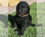 Small Photo #7 Poodle (Standard) Puppy For Sale in MARICOPA, AZ, USA